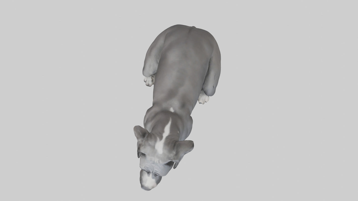 3D model Great Dane sitting model VR / AR / low-poly