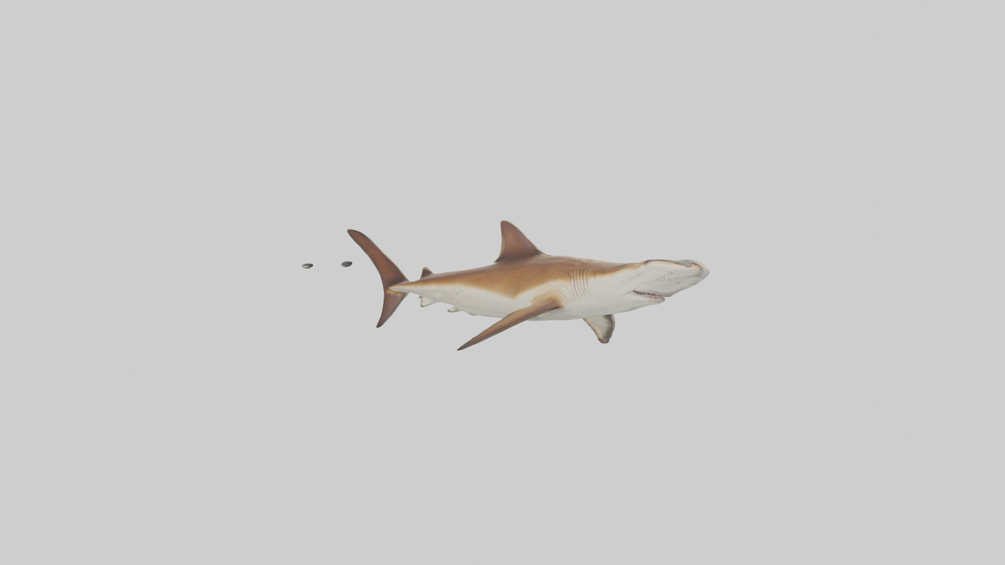 3D model Great Hammerhead Shark gliding model VR / AR / low-poly