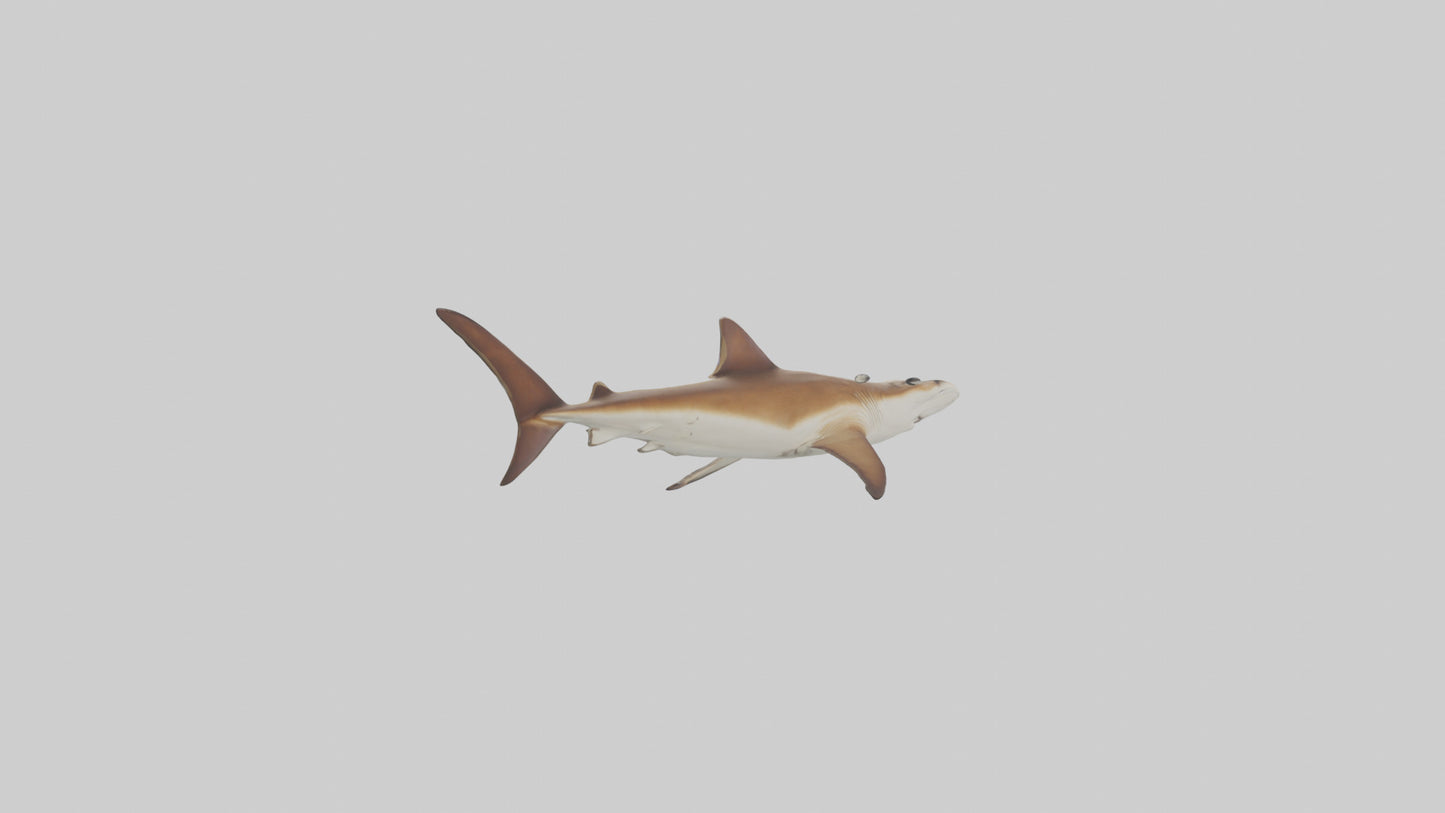 3D model Great Hammerhead Shark gliding model VR / AR / low-poly