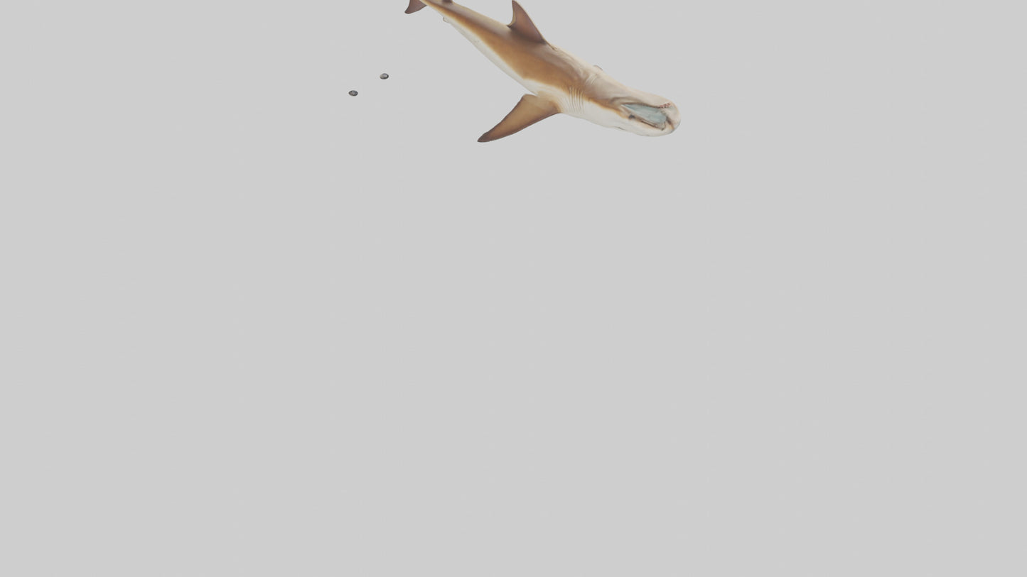 3D model Great Hammerhead Shark gliding model VR / AR / low-poly