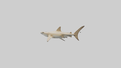 3D model Great Hammerhead Shark gliding model VR / AR / low-poly