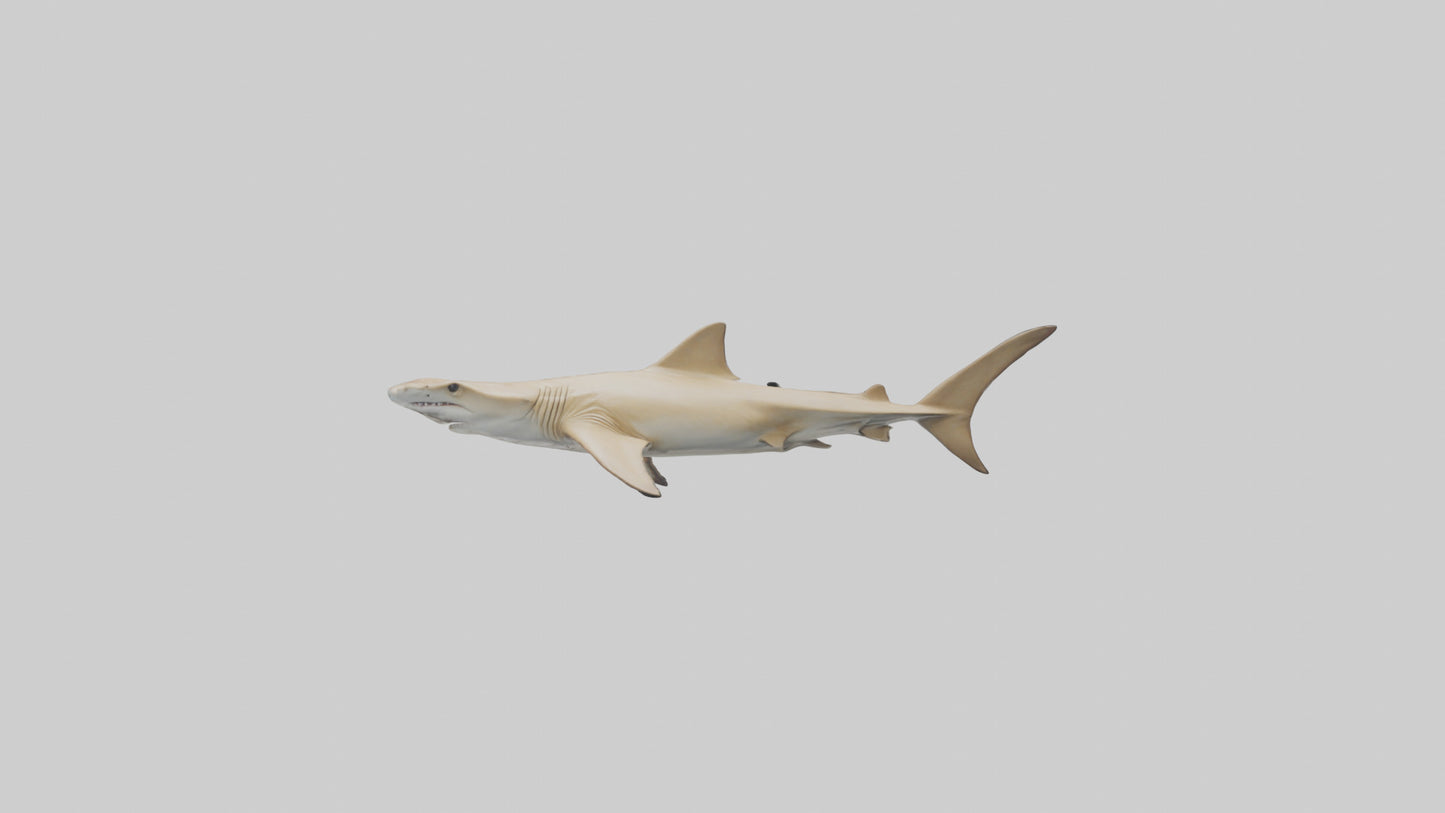 3D model Great Hammerhead Shark gliding model VR / AR / low-poly