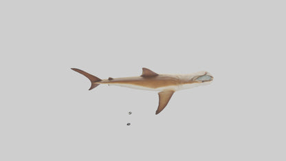 3D model Great Hammerhead Shark gliding model VR / AR / low-poly