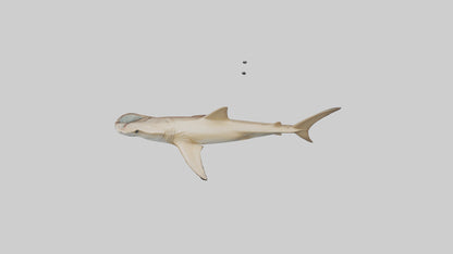 3D model Great Hammerhead Shark gliding model VR / AR / low-poly