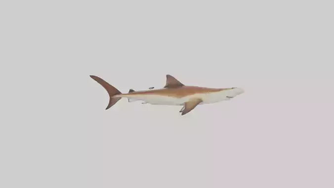 3D model Great Hammerhead Shark gliding model VR / AR / low-poly