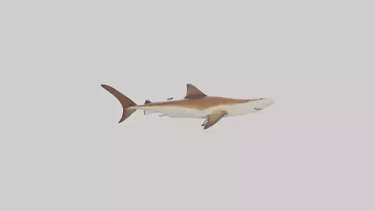 3D model Great Hammerhead Shark gliding model VR / AR / low-poly