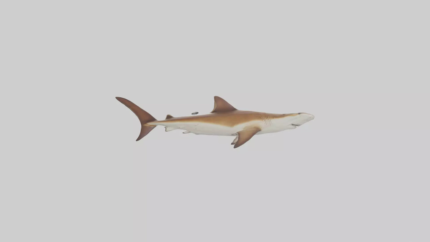 3D model Great Hammerhead Shark gliding model VR / AR / low-poly