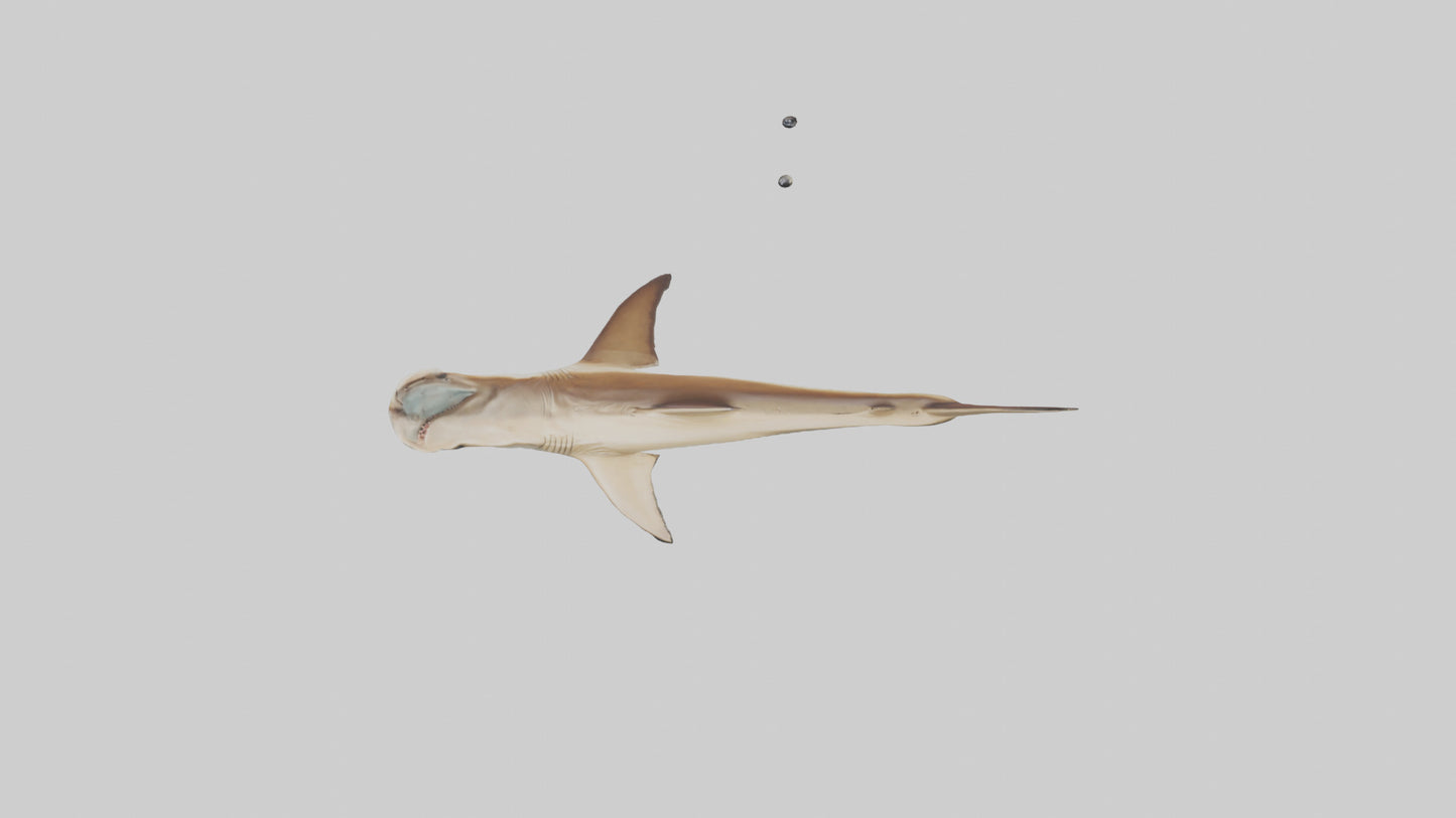 3D model Great Hammerhead Shark gliding model VR / AR / low-poly