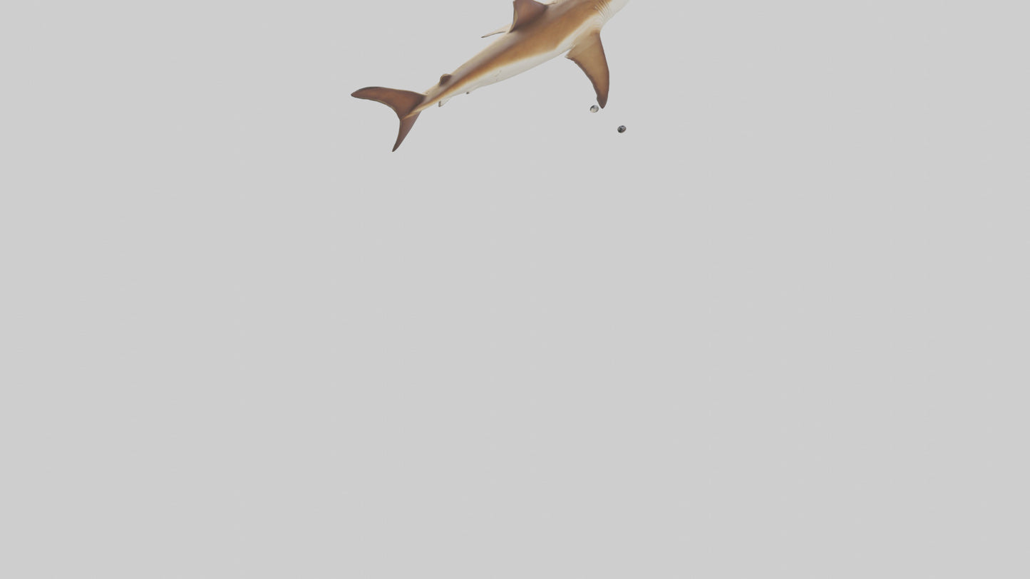3D model Great Hammerhead Shark gliding model VR / AR / low-poly
