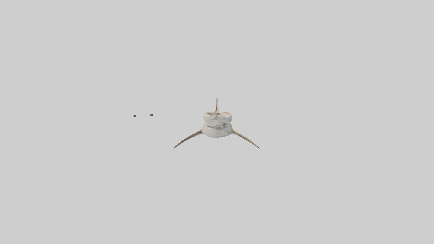 3D model Great Hammerhead Shark gliding model VR / AR / low-poly