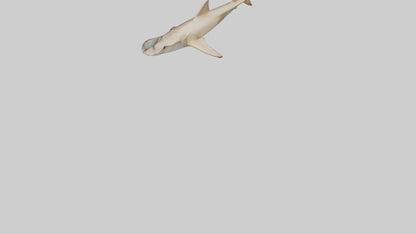 3D model Great Hammerhead Shark gliding model VR / AR / low-poly