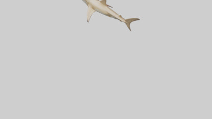 3D model Great Hammerhead Shark gliding model VR / AR / low-poly