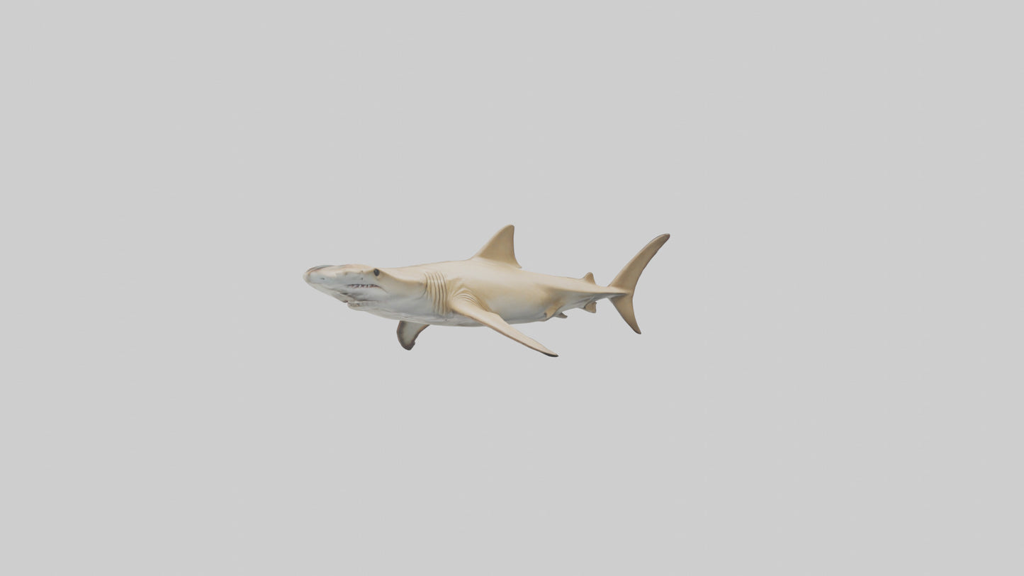 3D model Great Hammerhead Shark gliding model VR / AR / low-poly