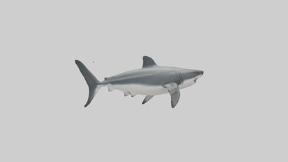 3D model Great White Shark hunting model VR / AR / low-poly