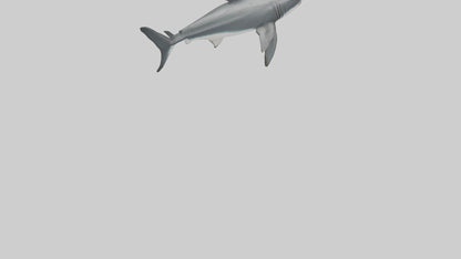 3D model Great White Shark hunting model VR / AR / low-poly