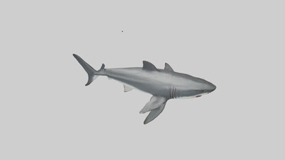 3D model Great White Shark hunting model VR / AR / low-poly