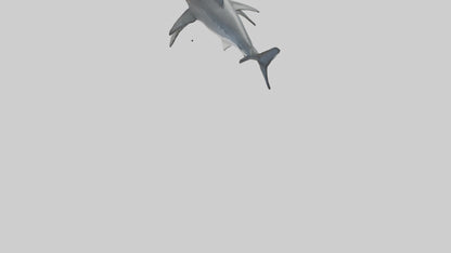 3D model Great White Shark hunting model VR / AR / low-poly