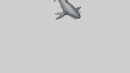 3D model Great White Shark hunting model VR / AR / low-poly