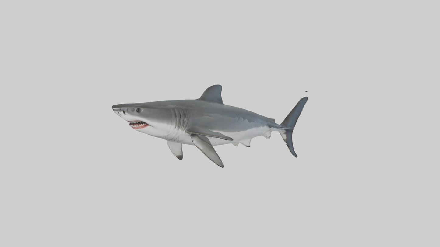 3D model Great White Shark hunting model VR / AR / low-poly