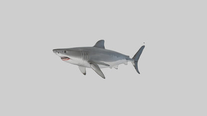 3D model Great White Shark hunting model VR / AR / low-poly