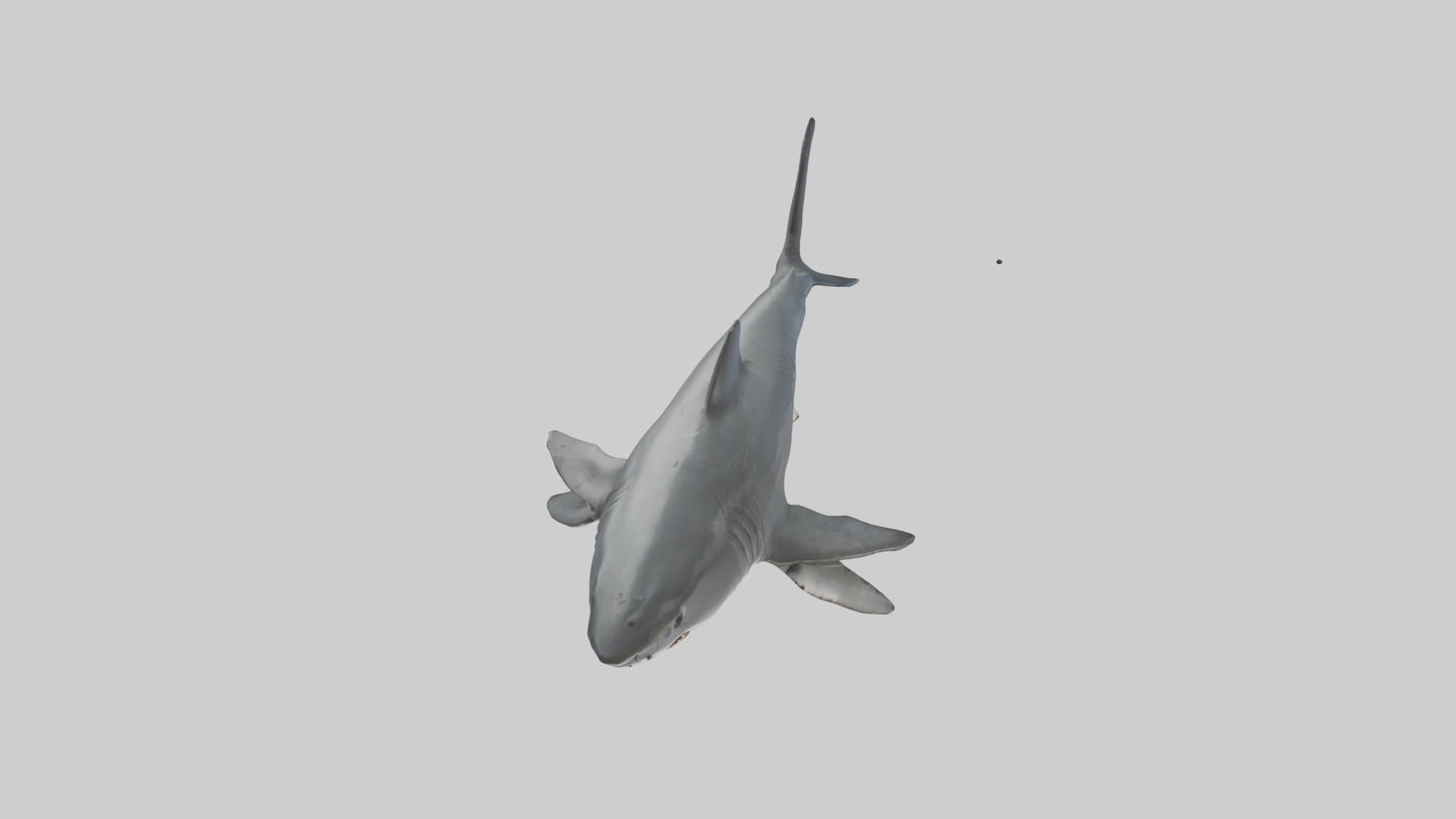 3D model Great White Shark hunting model VR / AR / low-poly