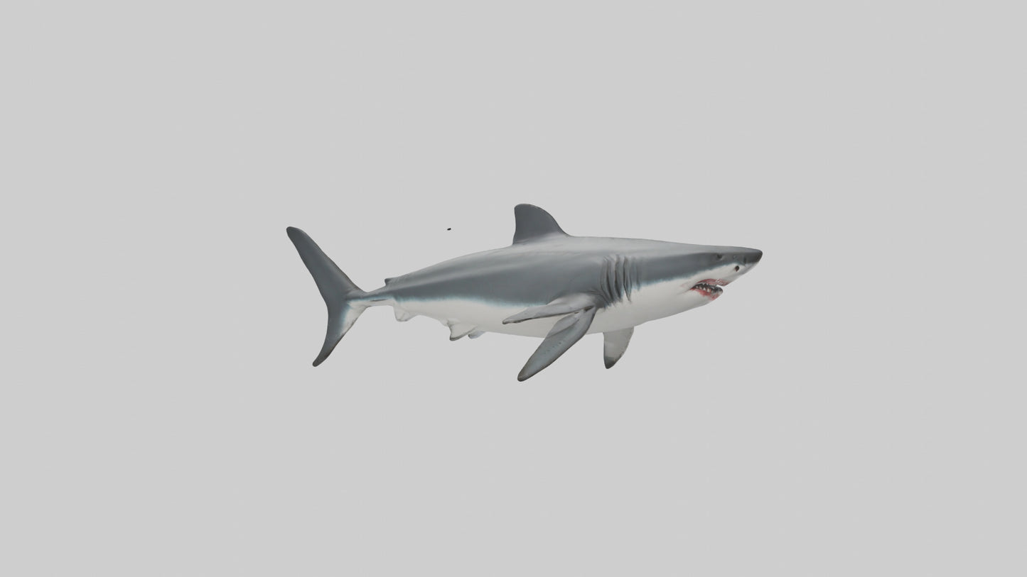 3D model Great White Shark hunting model VR / AR / low-poly