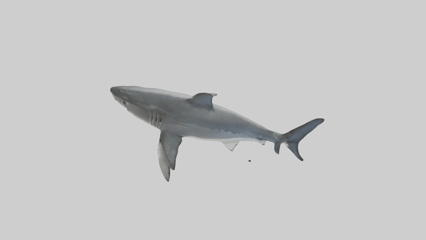 3D model Great White Shark hunting model VR / AR / low-poly