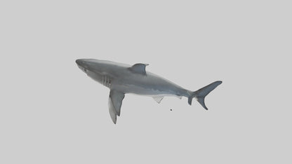 3D model Great White Shark hunting model VR / AR / low-poly
