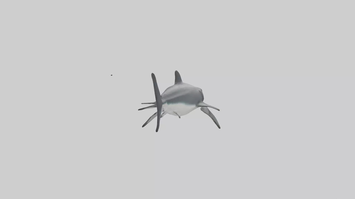 3D model Great White Shark hunting model VR / AR / low-poly