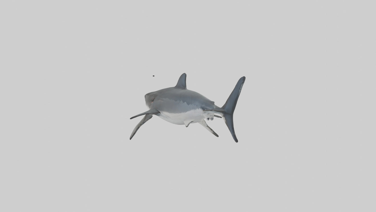 3D model Great White Shark hunting model VR / AR / low-poly
