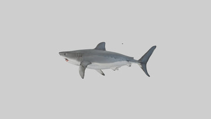 3D model Great White Shark hunting model VR / AR / low-poly