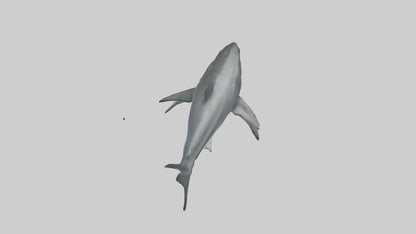 3D model Great White Shark hunting model VR / AR / low-poly