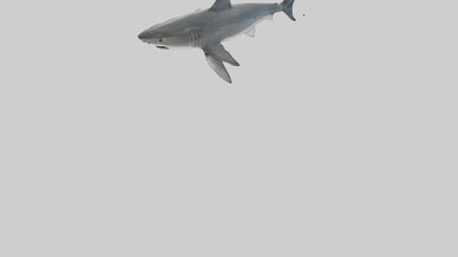 3D model Great White Shark hunting model VR / AR / low-poly