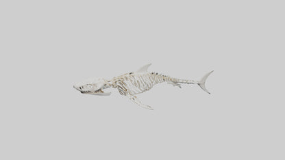 3D model Great White Shark Skeleton VR / AR / low-poly