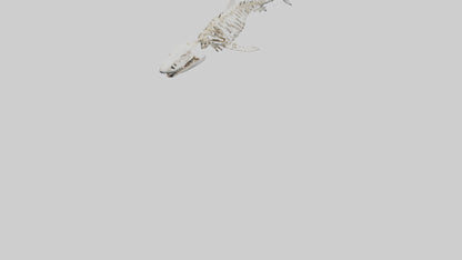 3D model Great White Shark Skeleton VR / AR / low-poly