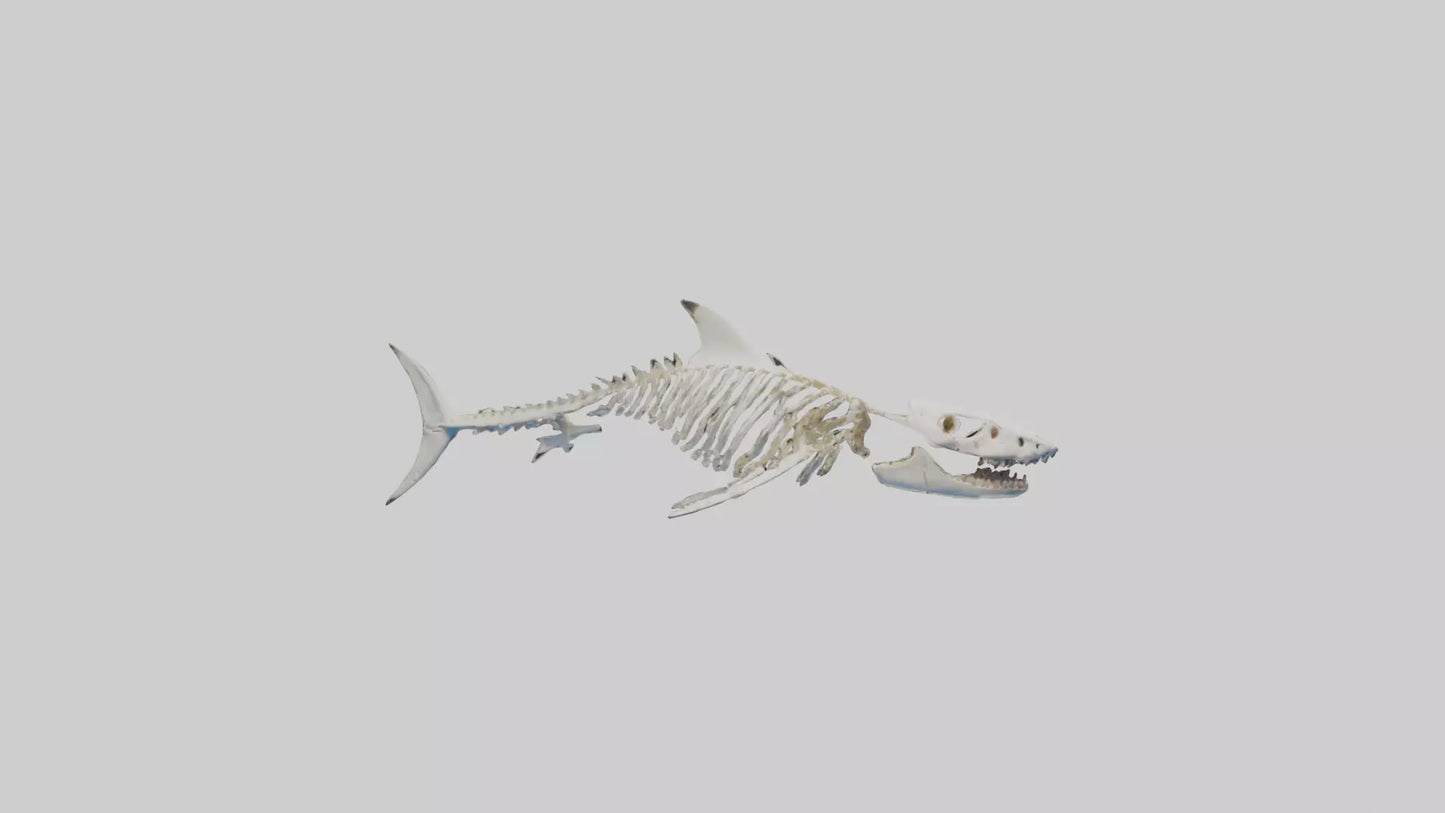 3D model Great White Shark Skeleton VR / AR / low-poly