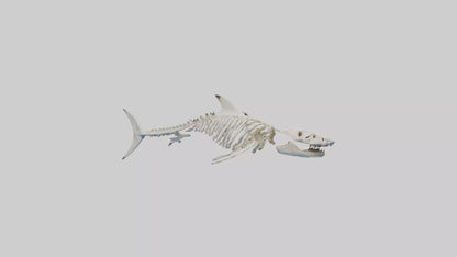 3D model Great White Shark Skeleton VR / AR / low-poly