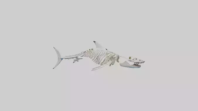 3D model Great White Shark Skeleton VR / AR / low-poly