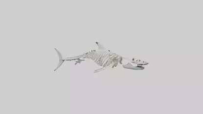 3D model Great White Shark Skeleton VR / AR / low-poly