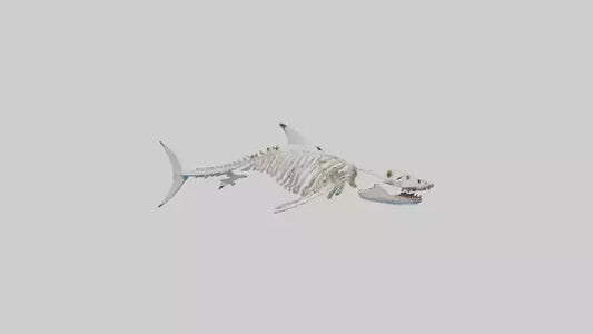 3D model Great White Shark Skeleton VR / AR / low-poly
