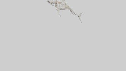 3D model Great White Shark Skeleton VR / AR / low-poly