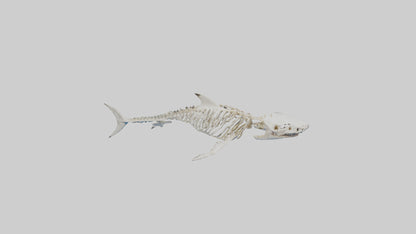 3D model Great White Shark Skeleton VR / AR / low-poly