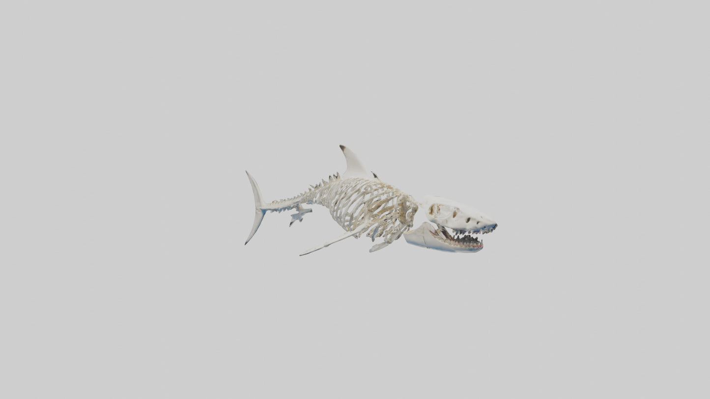 3D model Great White Shark Skeleton VR / AR / low-poly