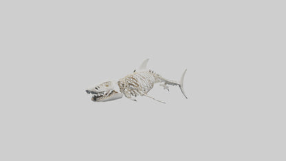 3D model Great White Shark Skeleton VR / AR / low-poly
