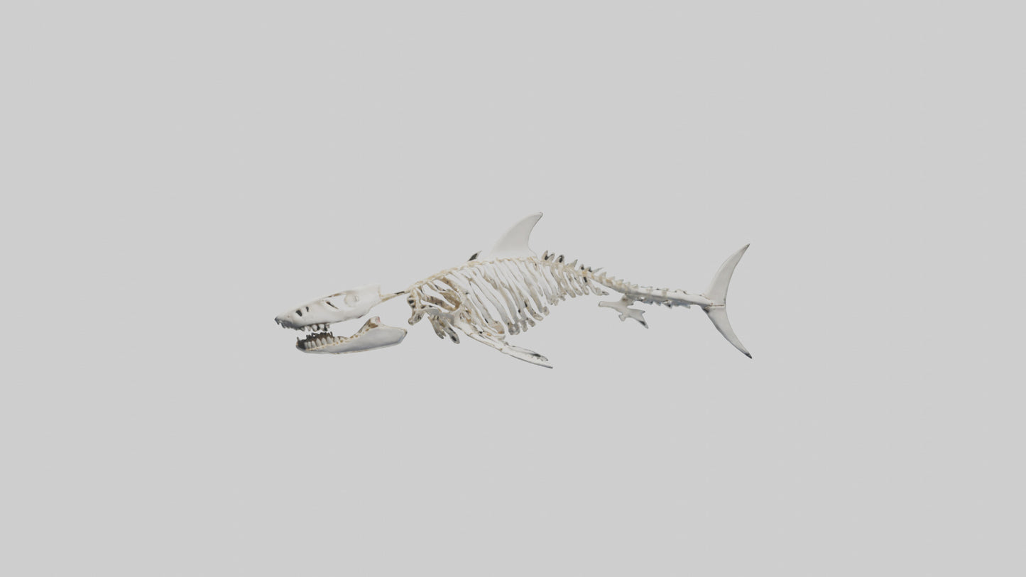 3D model Great White Shark Skeleton VR / AR / low-poly