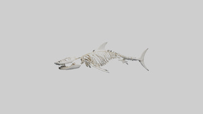 3D model Great White Shark Skeleton VR / AR / low-poly