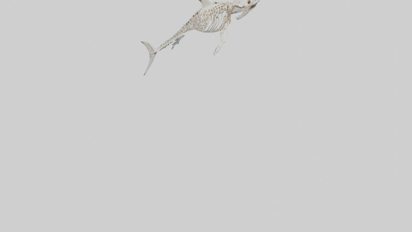 3D model Great White Shark Skeleton VR / AR / low-poly