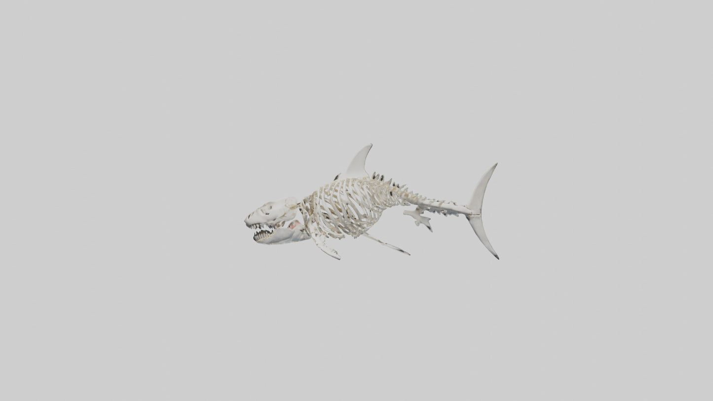 3D model Great White Shark Skeleton VR / AR / low-poly