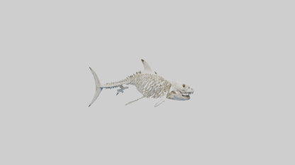 3D model Great White Shark Skeleton VR / AR / low-poly