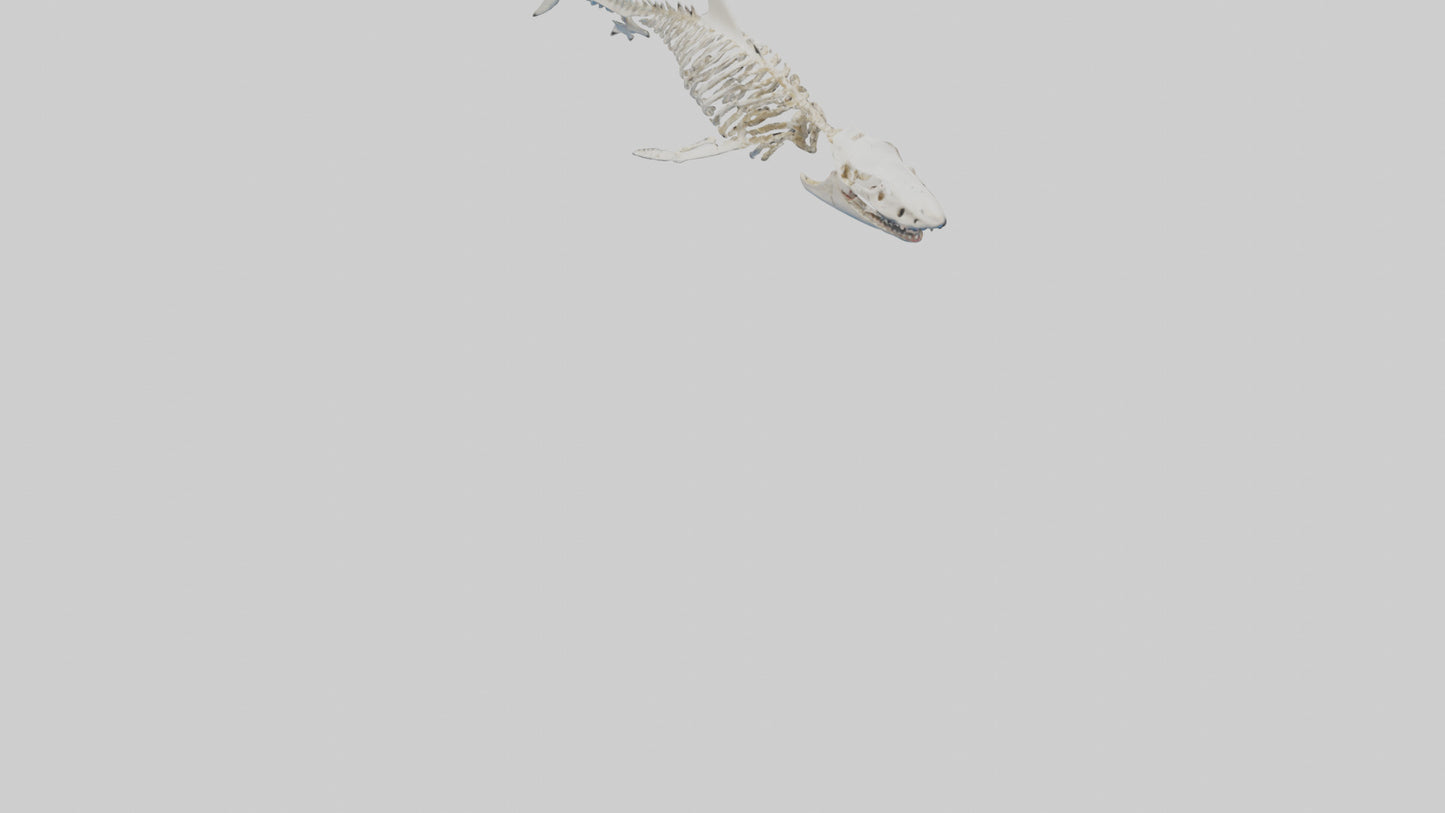 3D model Great White Shark Skeleton VR / AR / low-poly